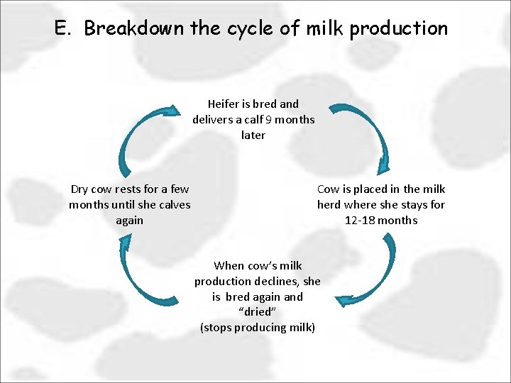 E. Breakdown the cycle of milk production Heifer is bred and delivers a calf