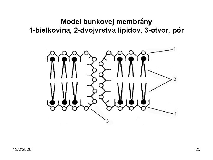 Model bunkovej membrány 1 -bielkovina, 2 -dvojvrstva lipidov, 3 -otvor, pór 12/2/2020 25 