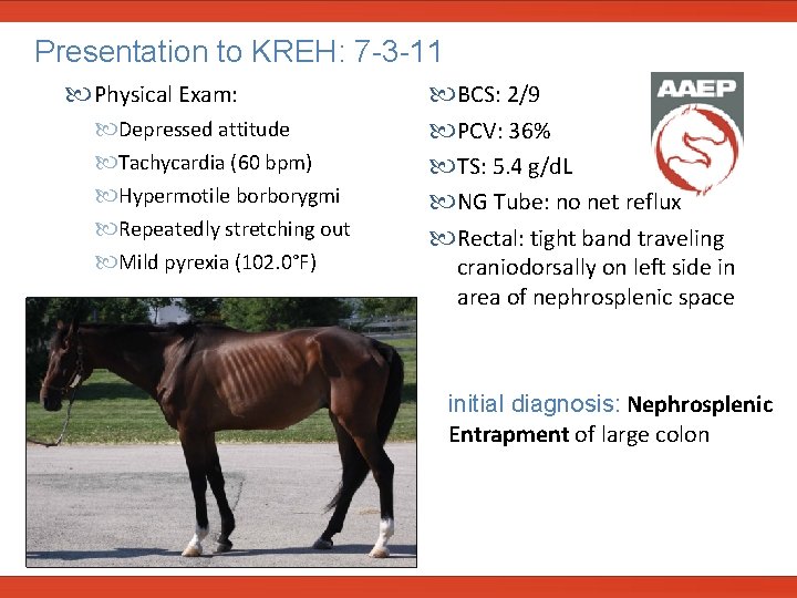  Presentation to KREH: 7 -3 -11 Physical Exam: Depressed attitude Tachycardia (60 bpm)