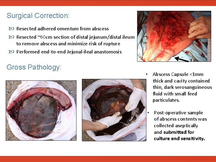  Surgical Correction: Resected adhered omentum from abscess Resected ~60 cm section of distal