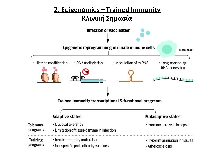 2. Epigenomics – Trained Immunity Κλινική Σημασία 