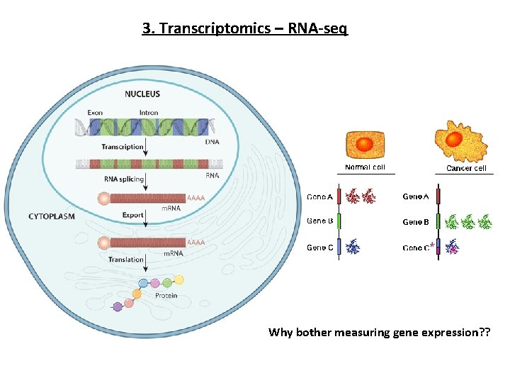 3. Transcriptomics – RNA-seq Why bother measuring gene expression? ? 