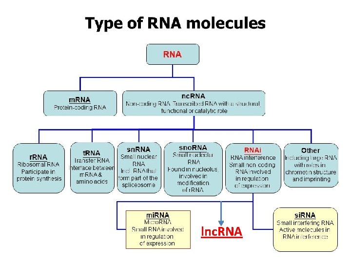 lnc. RNA 