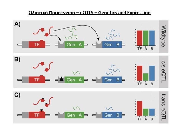 Ολιστική Προσέγγιση – e. QTLS – Genetics and Expression 