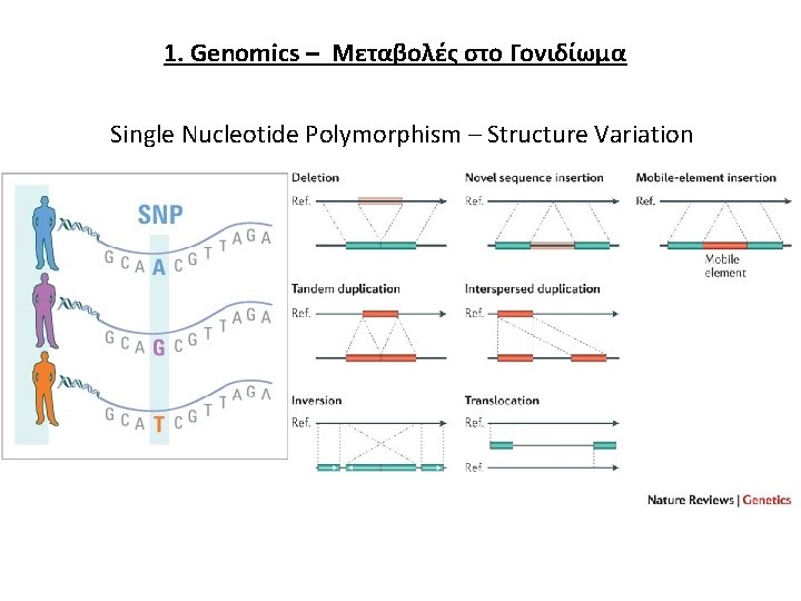 1. Genomics – Μεταβολές στο Γονιδίωμα Single Nucleotide Polymorphism – Structure Variation 