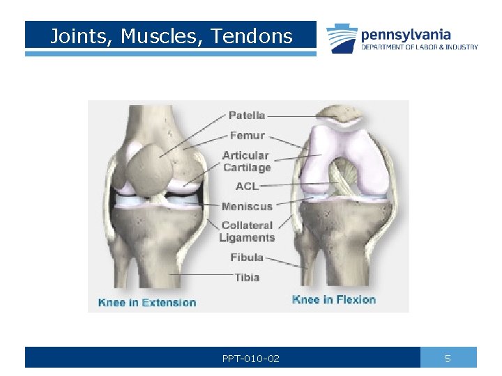 Joints, Muscles, Tendons PPT-010 -02 5 