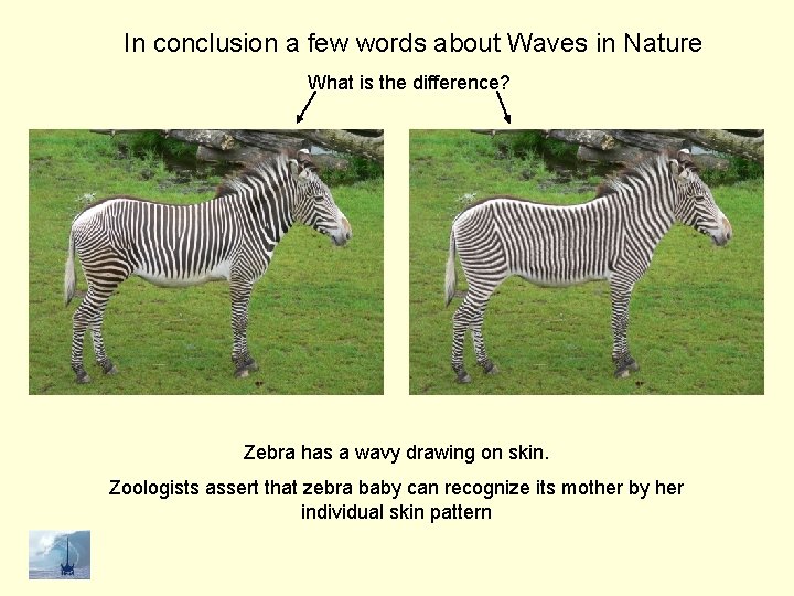 In conclusion a few words about Waves in Nature What is the difference? Zebra
