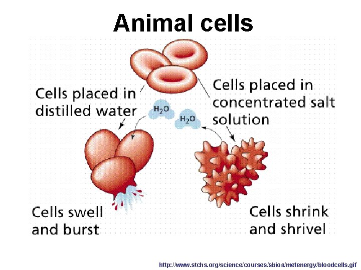 Animal cells http: //www. stchs. org/science/courses/sbioa/metenergy/bloodcells. gif 