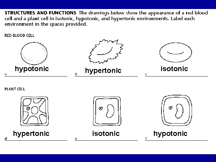 hypotonic hypertonic isotonic hypotonic 