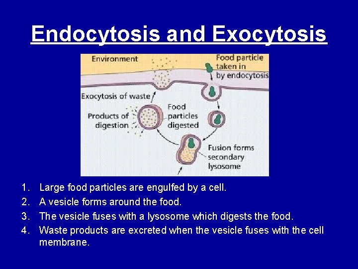 Endocytosis and Exocytosis 1. 2. 3. 4. Large food particles are engulfed by a