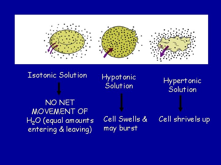 Isotonic Solution NO NET MOVEMENT OF H 2 O (equal amounts entering & leaving)