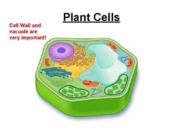 Cell Wall and vacuole are very important! Plant Cells 