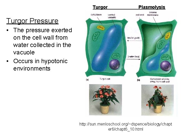 Turgor Plasmolysis Turgor Pressure • The pressure exerted on the cell wall from water