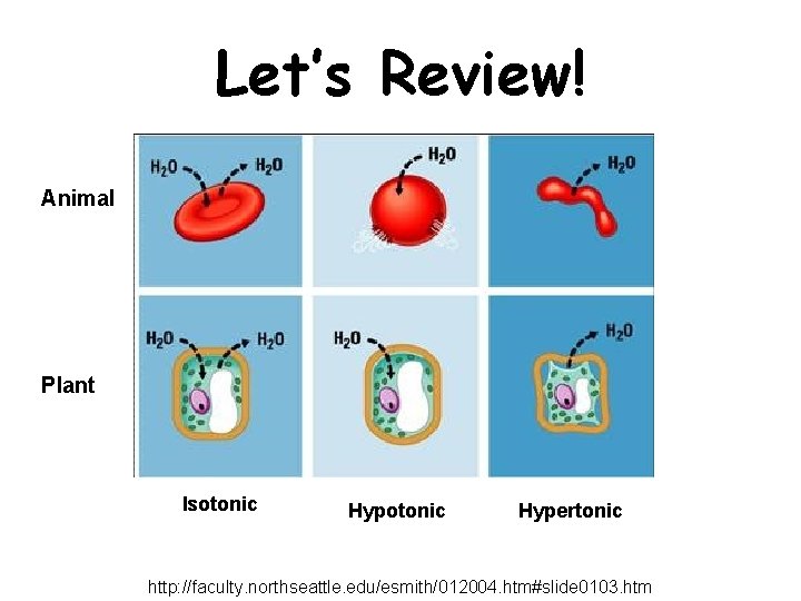 Let’s Review! Animal Plant Isotonic Hypertonic http: //faculty. northseattle. edu/esmith/012004. htm#slide 0103. htm 