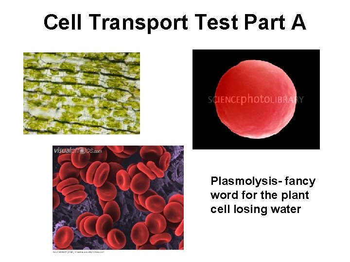 Cell Transport Test Part A Plasmolysis- fancy word for the plant cell losing water