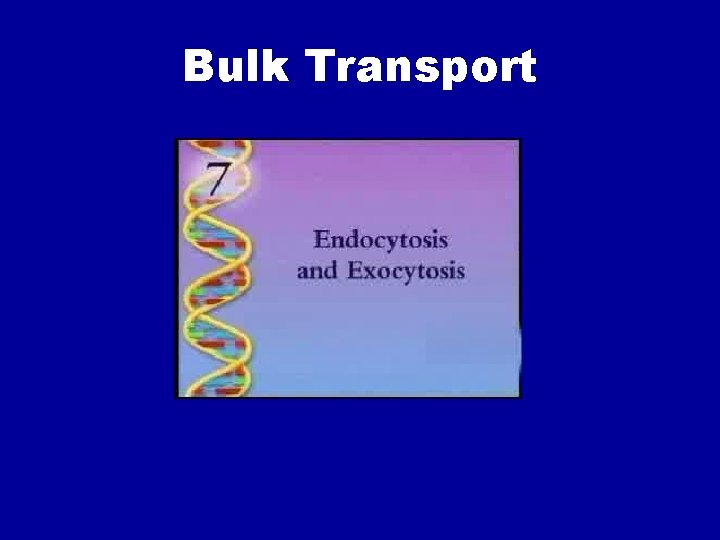 Bulk Transport 