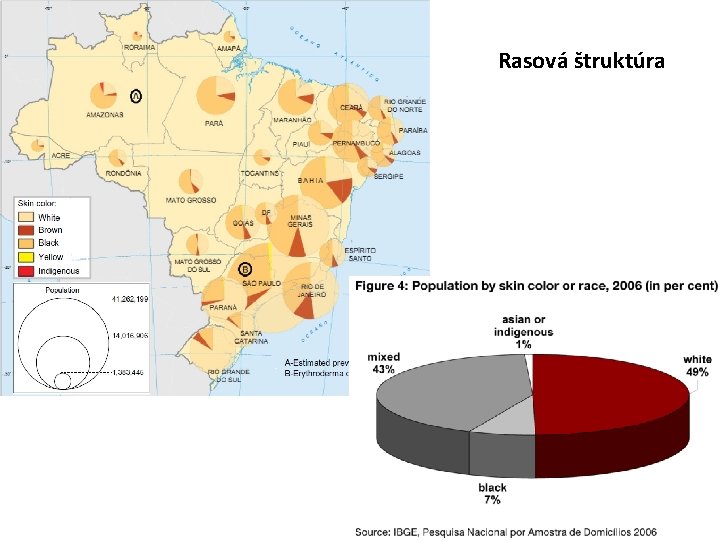 Rasová štruktúra 