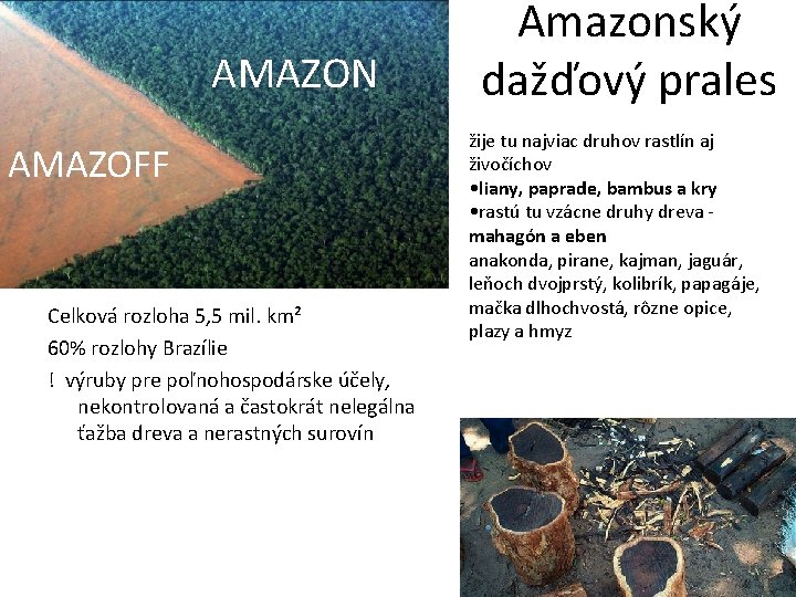 AMAZON AMAZOFF Celková rozloha 5, 5 mil. km² 60% rozlohy Brazílie ! výruby pre