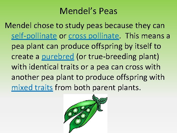 Mendel’s Peas Mendel chose to study peas because they can self-pollinate or cross pollinate. Mendel’s Peas Mendel chose to study peas because they can self-pollinate or cross pollinate.
