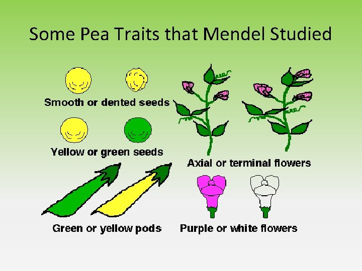 Some Pea Traits that Mendel Studied Some Pea Traits that Mendel Studied