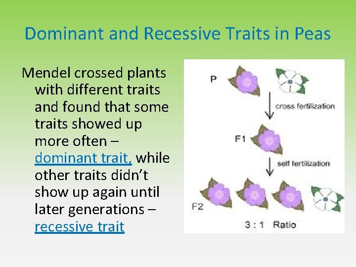 Dominant and Recessive Traits in Peas Mendel crossed plants with different traits and found