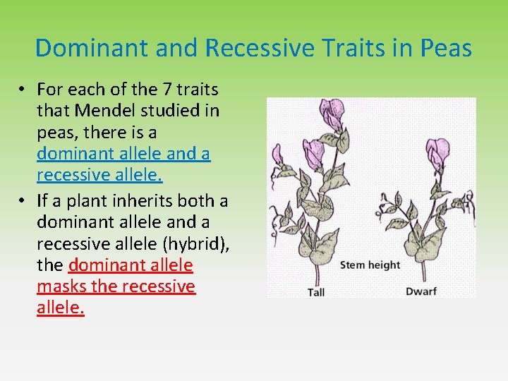 Dominant and Recessive Traits in Peas • For each of the 7 traits that