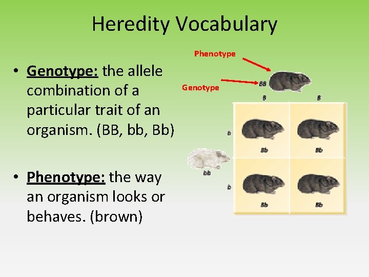 Heredity Vocabulary Phenotype • Genotype: the allele combination of a particular trait of an Heredity Vocabulary Phenotype • Genotype: the allele combination of a particular trait of an