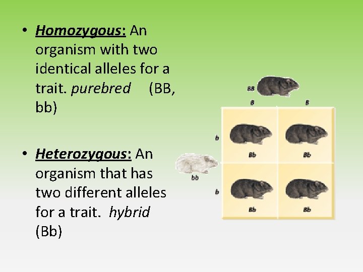  • Homozygous: An organism with two identical alleles for a trait. purebred (BB,