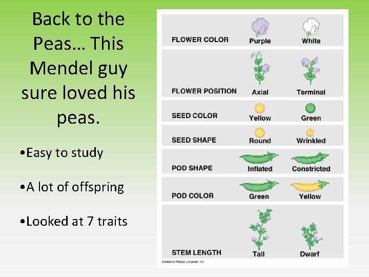 Back to the Peas… This Mendel guy sure loved his peas. • Easy to Back to the Peas… This Mendel guy sure loved his peas. • Easy to
