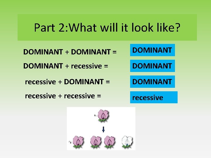 Part 2: What will it look like? DOMINANT + DOMINANT = DOMINANT + recessive