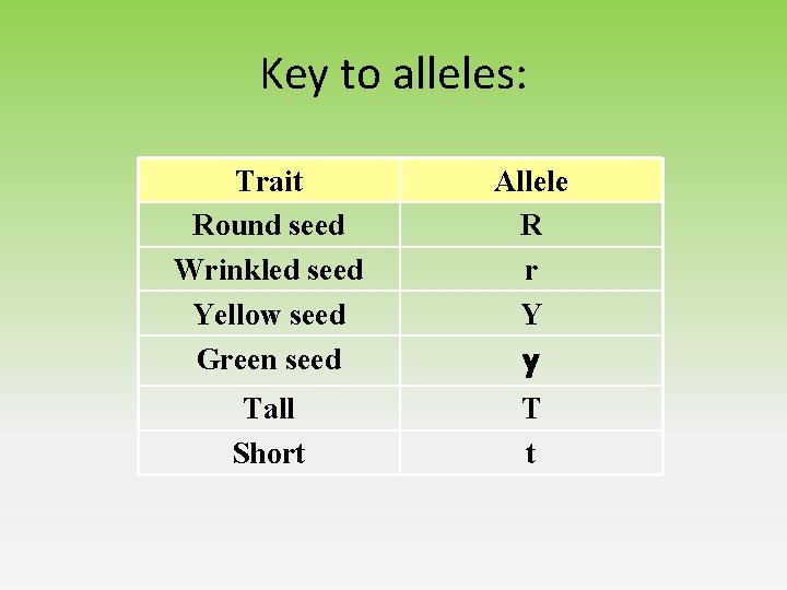 Key to alleles: Trait Round seed Wrinkled seed Yellow seed Green seed Allele R Key to alleles: Trait Round seed Wrinkled seed Yellow seed Green seed Allele R