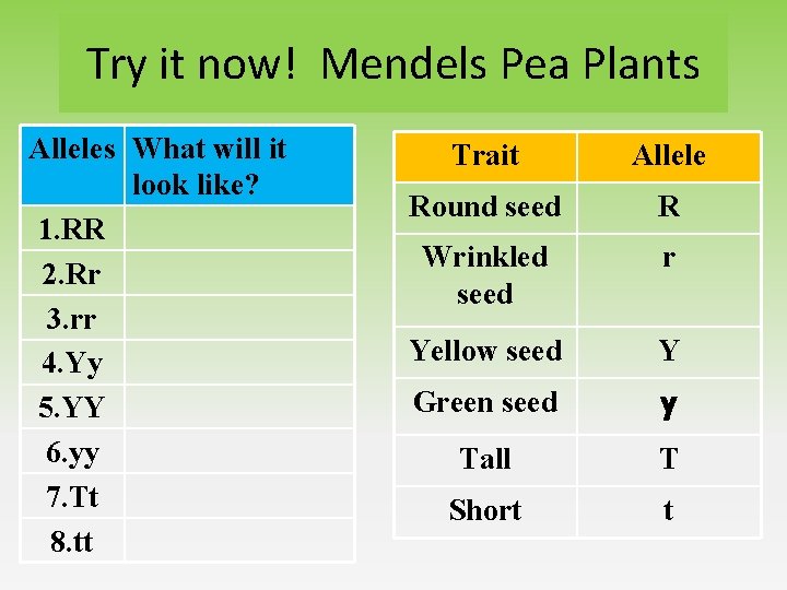 Try it now! Mendels Pea Plants Alleles What will it look like? 1. RR