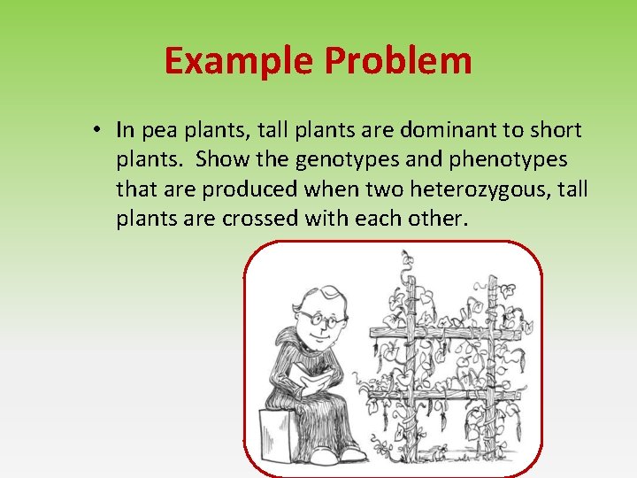 Example Problem • In pea plants, tall plants are dominant to short plants. Show