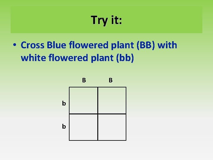 Try it: • Cross Blue flowered plant (BB) with white flowered plant (bb) B Try it: • Cross Blue flowered plant (BB) with white flowered plant (bb) B