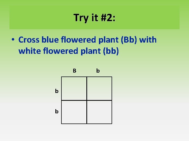 Try it #2: • Cross blue flowered plant (Bb) with white flowered plant (bb) Try it #2: • Cross blue flowered plant (Bb) with white flowered plant (bb)