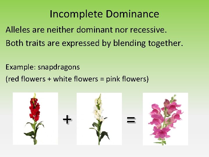 Incomplete Dominance Alleles are neither dominant nor recessive. Both traits are expressed by blending Incomplete Dominance Alleles are neither dominant nor recessive. Both traits are expressed by blending