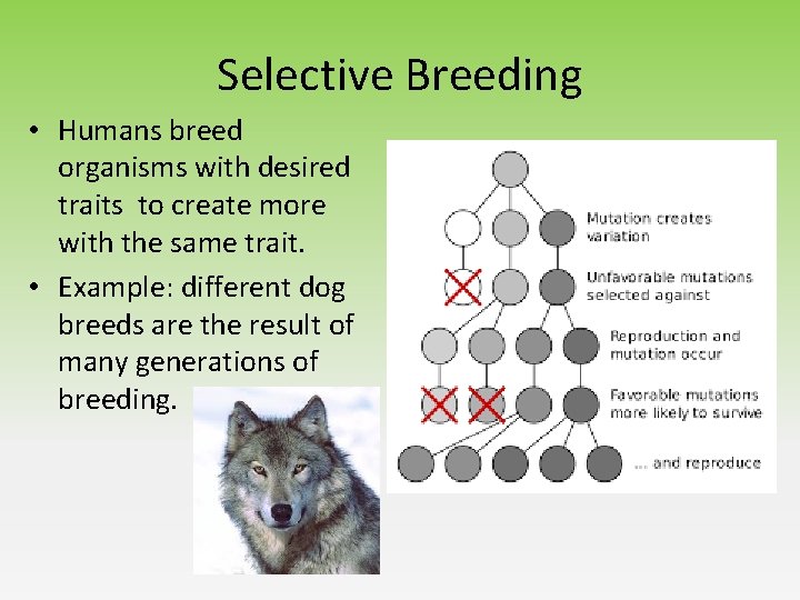 Selective Breeding • Humans breed organisms with desired traits to create more with the