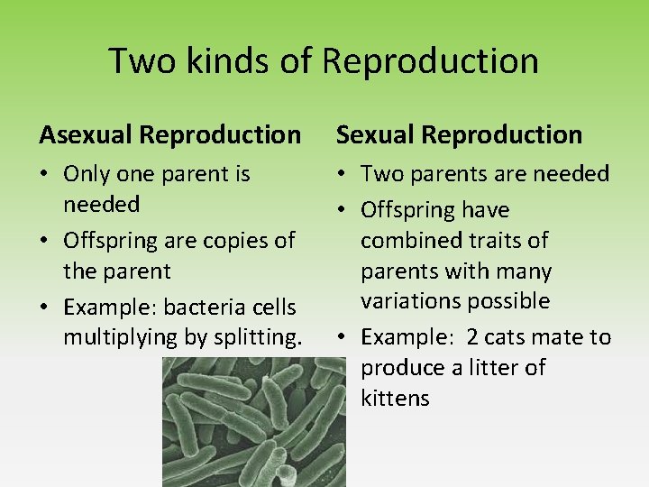 Two kinds of Reproduction Asexual Reproduction Sexual Reproduction • Only one parent is needed