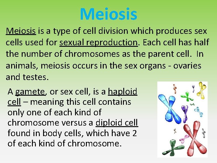 Meiosis is a type of cell division which produces sex cells used for sexual Meiosis is a type of cell division which produces sex cells used for sexual