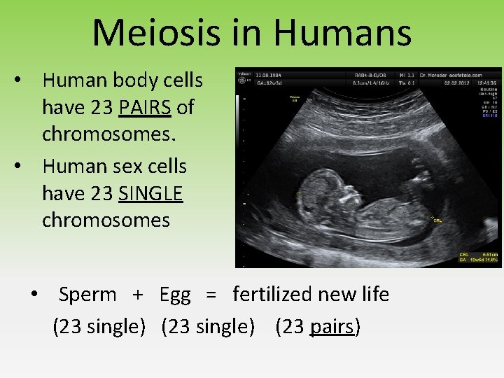 Meiosis in Humans • Human body cells have 23 PAIRS of chromosomes. • Human