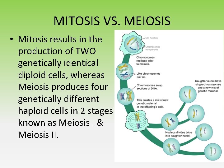 MITOSIS VS. MEIOSIS • Mitosis results in the production of TWO genetically identical diploid
