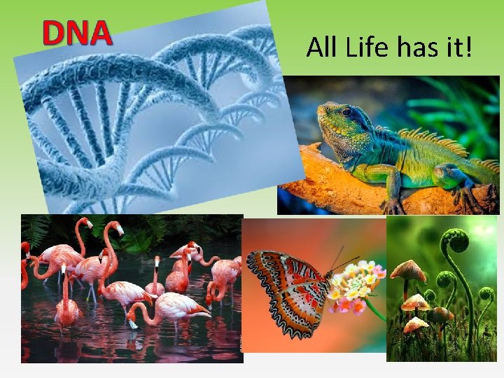 All Life has it! All Life has it!