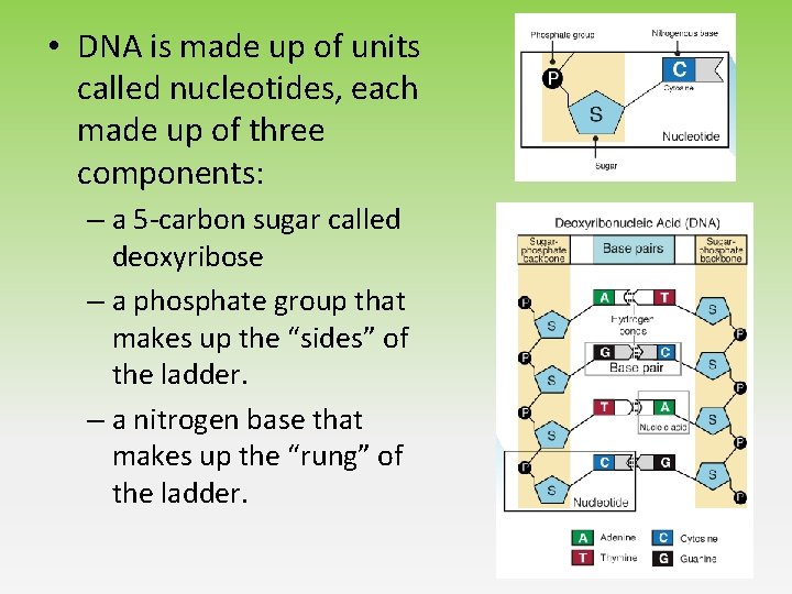 • DNA is made up of units called nucleotides, each made up of • DNA is made up of units called nucleotides, each made up of