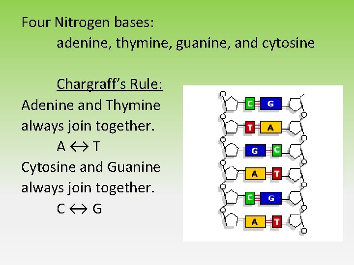 Four Nitrogen bases: adenine, thymine, guanine, and cytosine Chargraff’s Rule: Adenine and Thymine always Four Nitrogen bases: adenine, thymine, guanine, and cytosine Chargraff’s Rule: Adenine and Thymine always