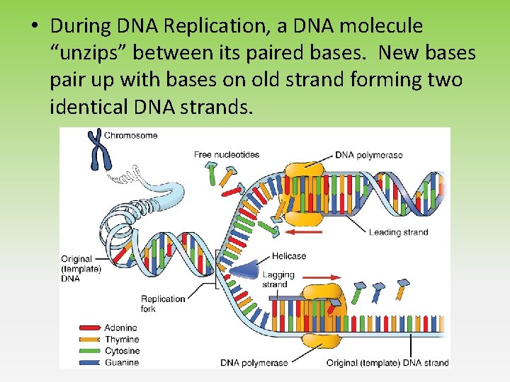 • During DNA Replication, a DNA molecule “unzips” between its paired bases. New • During DNA Replication, a DNA molecule “unzips” between its paired bases. New
