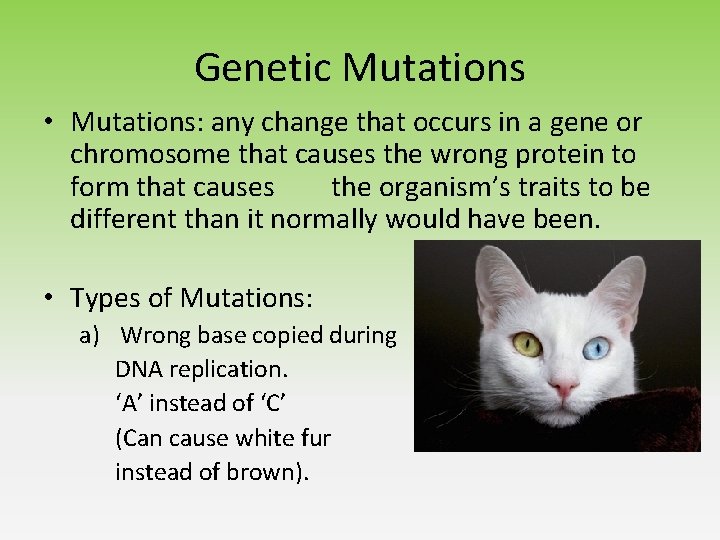 Genetic Mutations • Mutations: any change that occurs in a gene or chromosome that