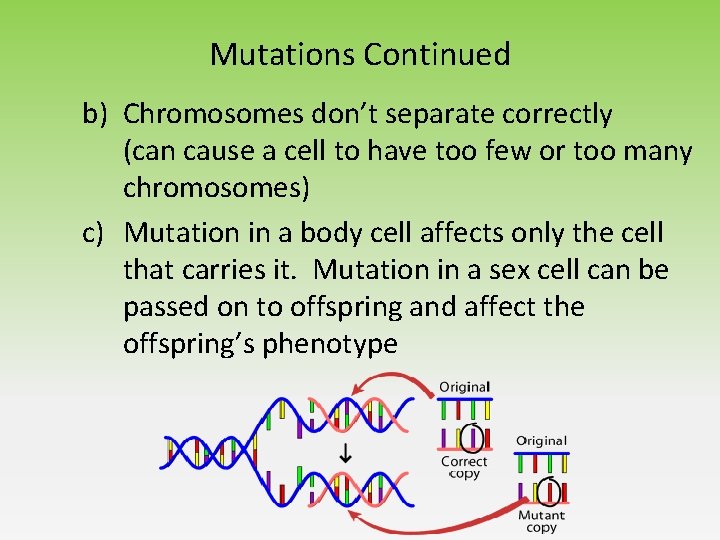 Mutations Continued b) Chromosomes don’t separate correctly (can cause a cell to have too Mutations Continued b) Chromosomes don’t separate correctly (can cause a cell to have too