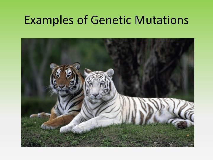 Examples of Genetic Mutations Examples of Genetic Mutations