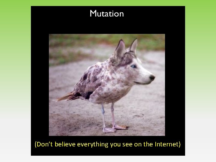 (Don’t believe everything you see on the Internet) (Don’t believe everything you see on the Internet)