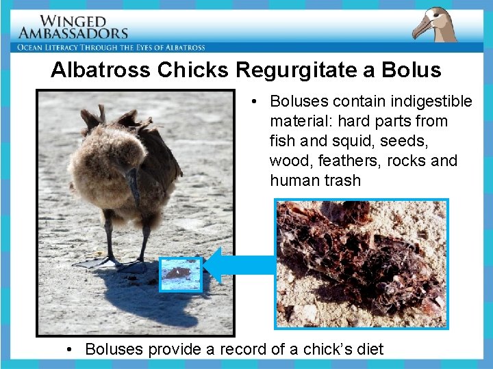 Albatross Chicks Regurgitate a Bolus • Boluses contain indigestible material: hard parts from fish
